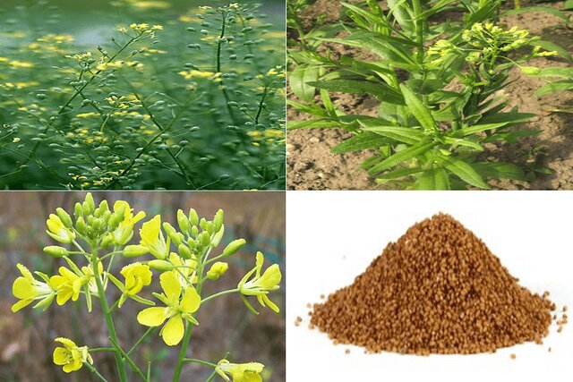 جایگاه نخست خراسان شمالی در تولید دانه کاملینا جایگاه نخست خراسان شمالی در تولید دانه کاملینا