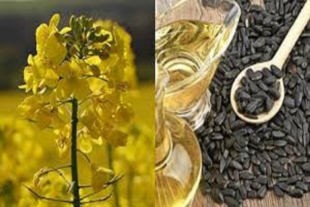 تحقق رویای خودکفایی در روغن با توسعه خودکفایی در تولید دانههای روغنی تحقق رویای خودکفایی در روغن با توسعه خودکفایی در تولید دانههای روغنی