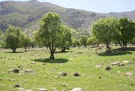 ایجاد بیش از ۱۵ هزار هکتار جنگل دست کاشت در خراسان شمالی