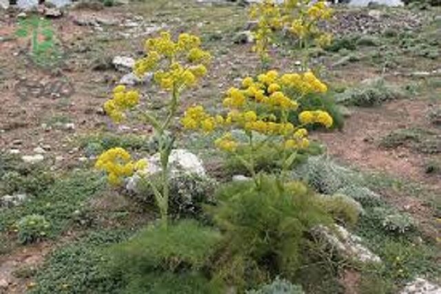 حفظ منابع ژنتیکی پویا؛ سرمایه گذاری برای تولید