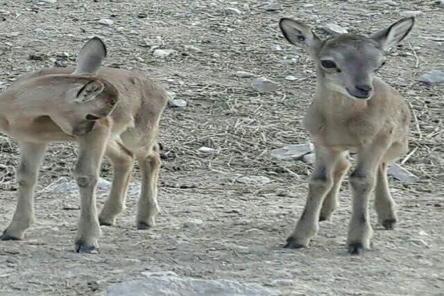 از دست زدن به نوزادان حیات وحش خودداری کنید از دست زدن به نوزادان حیات وحش خودداری کنید