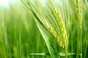 کشت بیش از ۳۸ هزار هکتار گندم و جو در خراسان شمالی