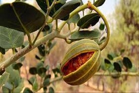 انجام برنامه‌ریزی برای توسعه تولید گیاه کاپاریس در خراسان شمالی