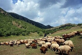 کاهش ۵۰ درصدی تولید علوفه در مراتع خراسان شمالی طی امسال
