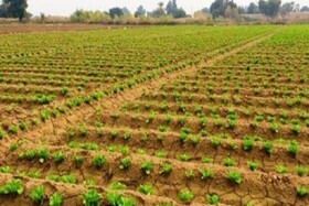 احتیاط کشاورزان خراسان شمالی برای آغاز کشت بهاره به‌علت کاهش شدید بارندگی‌ها