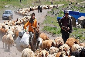 آغاز کوچ عشایر خراسان شمالی/ تامین ۴۰ هزار تن نهاده برای دام‌های عشایری