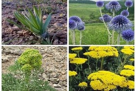 رستنی‌هایی سودآور و تشنه سرمایه‌گذاری در خراسان شمالی