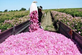 قطع برق، شمیم طلای معطر را از گلستان‌های خراسان شمالی گرفت
