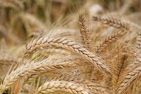 پیش‌بینی خرید ۴۸۸۰۰ تن گندم در خراسان شمالی طی امسال