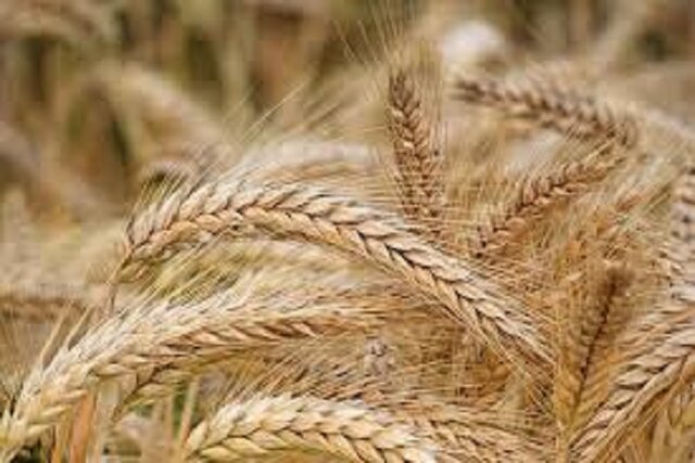پیش‌بینی خرید ۴۸۸۰۰ تن گندم در خراسان شمالی طی امسال