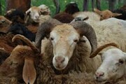 پوشش بیمه‌ای بیش از ۱۰۲ هزار رأس دام در خراسان‌شمالی