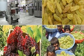 باغبانی خراسان شمالی کمترین صنایع تبدیلی را دارد/ ۴۷ درصد صنایع تبدیلی استان راکد و نیمه‌فعال است