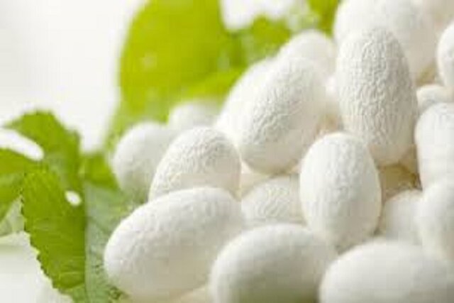 آغاز خرید پیله‌های ابریشم در خراسان شمالی