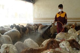 نیاز دامپزشکی خراسان شمالی به حمایت‌های مالی برای خرید سم و ویتامین