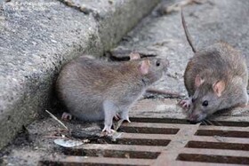 انبارهای ضایعات کانونی برای زندگی موش‌ها در بجنورد