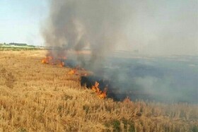 نفس طبیعت را با آتش زدن کاه و کلش نگیریم