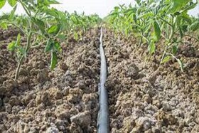 اجرای آزمایشی سامانه نوین آبیاری زیرسطحی در خراسان شمالی
