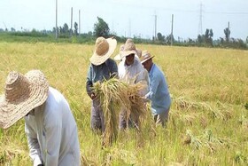 کاهش نرخ اشتغال در حوزه کشاورزی در خراسان شمالی