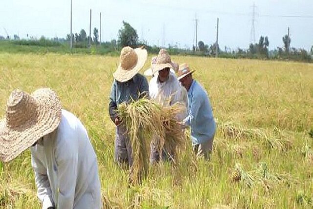 کاهش نرخ اشتغال در حوزه کشاورزی در خراسان شمالی