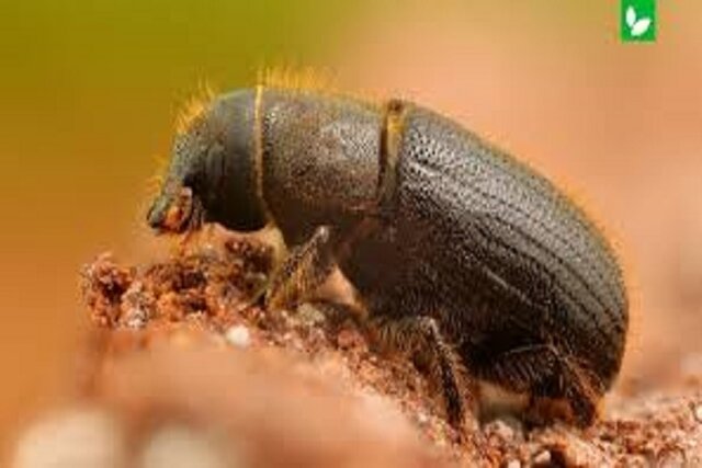 تغییر اقلیم و طغیان آفات در فضای سبز خراسان شمالی تغییر اقلیم و طغیان آفات در فضای سبز خراسان شمالی