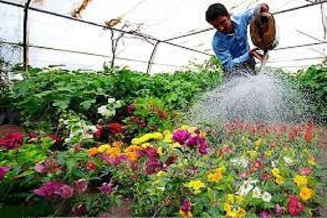 تلاش برای درآمدزایی در شهرداری بجنورد از طریق فروش گیاهان فضای سبز