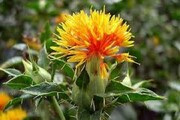 کشت گیاهان کم آب طلب در خراسان شمالی توسعه می‌یابد