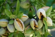 کم آبی و خشکیدگی از چالش باغ‌های بادام در خراسان شمالی