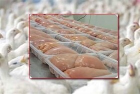 آمادگی خراسان شمالی برای صادرات گوشت مرغ به خارج از کشور