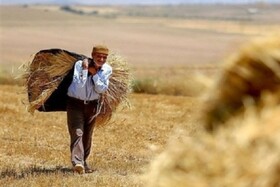 بیشتر کشاورزان خراسان شمالی پیرند