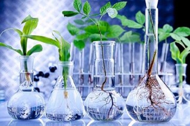احداث پالایشگاه گیاهان دارویی در خراسان شمالی