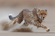 دست نیاز میراث طبیعی نادر ایران به سوی همگان برای بقا