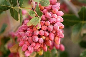 ۱۶ هزار اصله درخت پسته در خراسان شمالی سرشاخه کاری شد