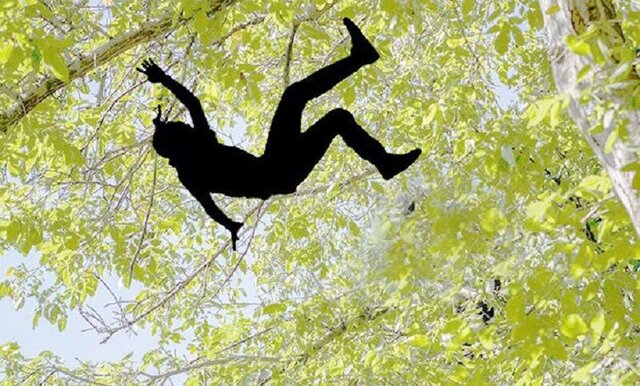 عکس تزئینی است افزایش حوادث سقوط از درخت در خراسان شمالی