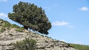 کپه‌داغ؛ از ذخیره‌گاه زیست‌کره تا رویای ایجاد پارک مرزی صلح و دوستی