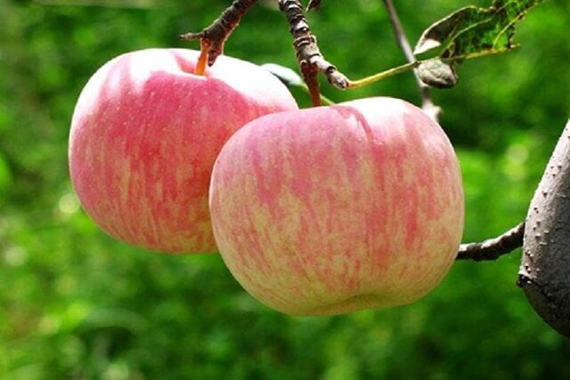 صادرات ۱۵۰۰ تن سیب بهاره از خراسان شمالی به عراق