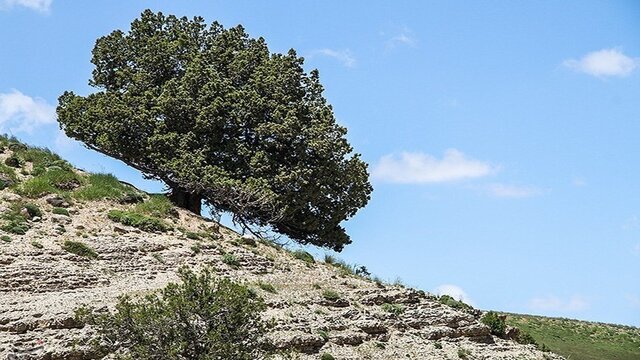بیش از ۸۲ هزار هکتار ذخیره‌گاه جنگلی خراسان شمالی در قرق کامل است