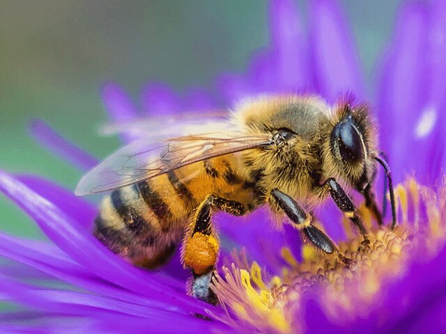 اقدامات جهاد کشاورزی خراسان شمالی برای توسعه زنبورداری اقدامات جهاد کشاورزی خراسان شمالی برای توسعه زنبورداری