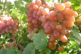 خراسان شمالی خاستگاه ژنتیکی انگور کلاهداری در ایران است