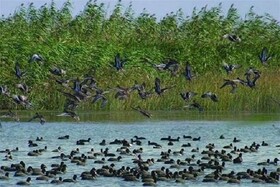 لزوم اجرای طرح مدیریت زیستبومی تالاب آققشلاق در خراسان شمالی