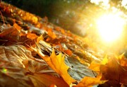 کاهش نسبی دمای یزد در هفته اول شهریور