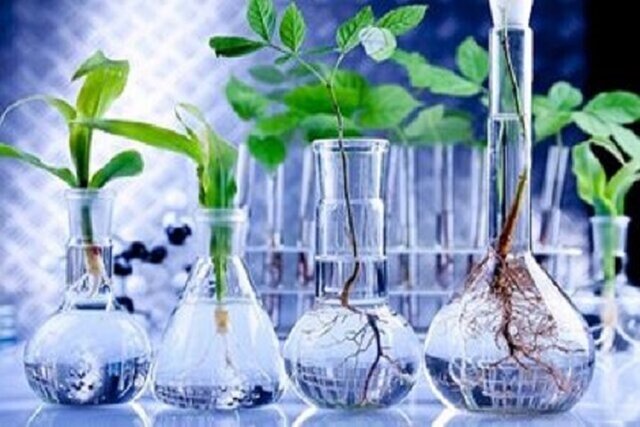 پالایشگاه گیاهان دارویی، خراسان شمالی را به مرکز صادرات این محصول تبدیل می‌کند