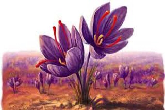 اجرای طرح «پلتفرم پالیز» در مزارع زعفران خراسان شمالی
