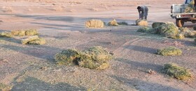  توزیع ۱۵ تن یونجه برای حمایت از آهوها