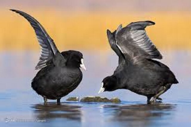 تالاب آق‌قشلاق در انتظار سخاوت آسمان برای میزبانی از مهاجران