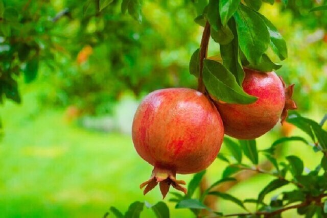 پیش‌بینی برداشت بیش از ۱۲ هزار تن انار از باغ‌های کوه‌چنار