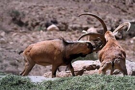 آغاز شروع سرمستی قوچ‌های خراسان شمالی و کمین شکارچیان فرصت‌طلب