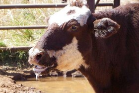 رئیس سازمان جهاد کشاورزی استان: روش فحلی در دامداری‌های کردستان به کارگیری شود