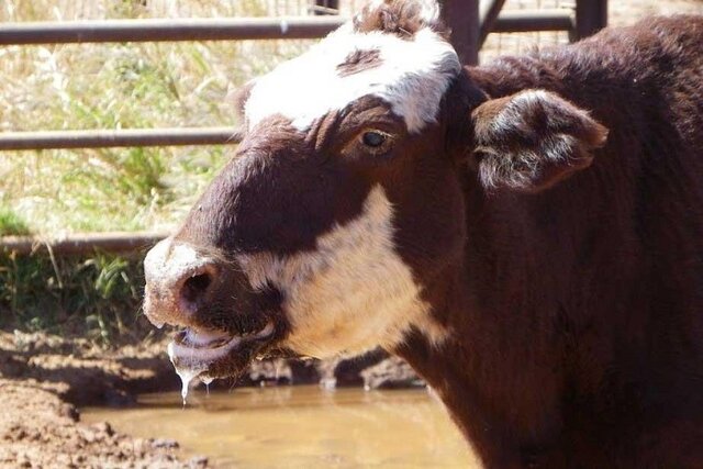 جلوگیری از تردد دام برای پیشگیری از شیوع تب برفکی در خراسان شمالی