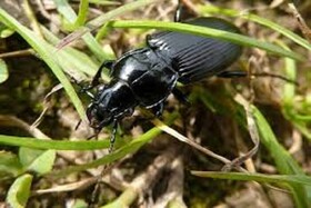 نگرانی از طغیان آفت سوسک سیاه در مزارع گندم خراسان شمالی