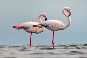 ‌کمبود منابع آبی مهمترین دغدغه برای میزبانی از پرندگان مهاجر در خراسان شمالی